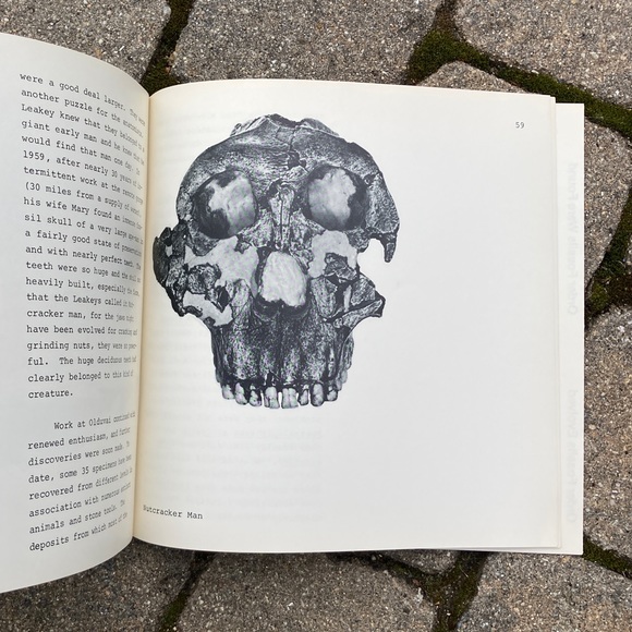 1972 The Quest for Fossil Man Education Development Skull Skeleton Sciences - Picture 5 of 11